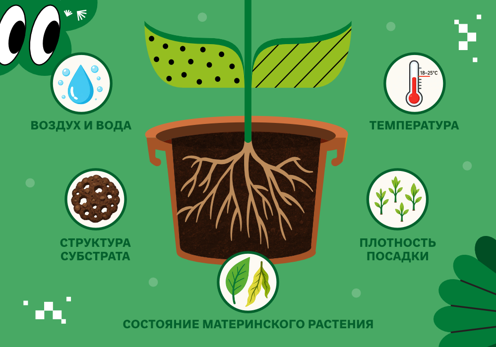 blog_Simplex_КорневаяСистема_3.jpg