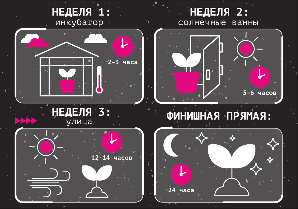 Адаптация рассады_1.png