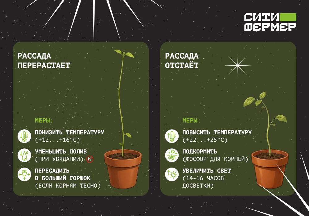 blog_СФ_Когда сеять и высаживать рассаду_3 (1).jpg