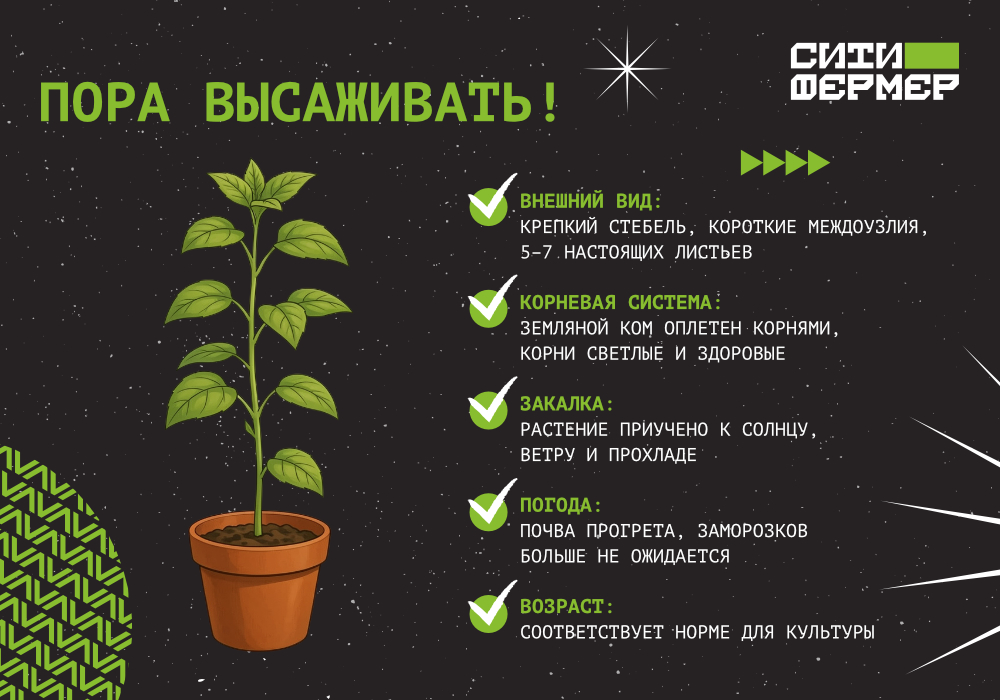 blog_СФ_Когда сеять и высаживать рассаду_4 (1).jpg