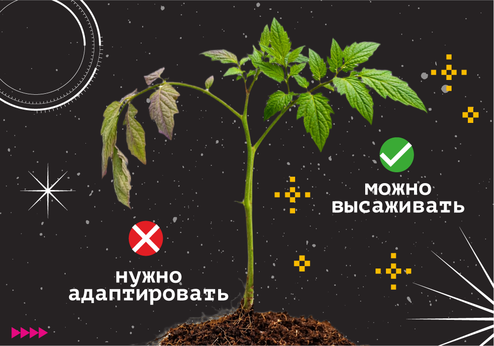 Адаптация рассады_3.png