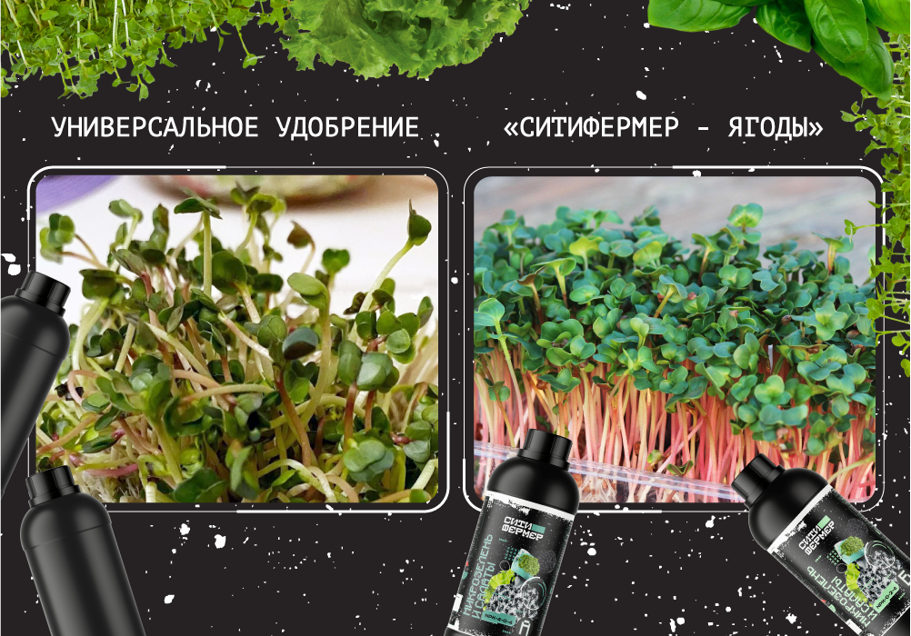 микрозелень_1000x700_5.png