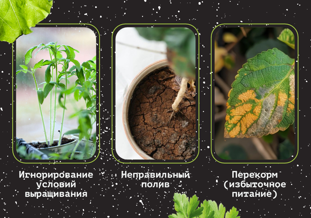 banner_СИТИФЕРМЕР_blog_Рассада&Зелень4 (1).jpg
