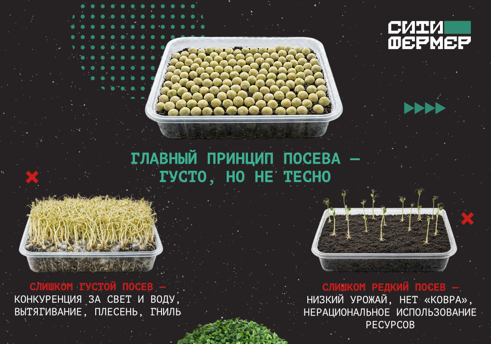 3 кита идеальной микрозелени_2.jpg