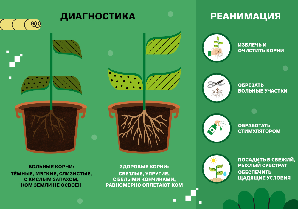 blog_Simplex_КорневаяСистема_5.jpg