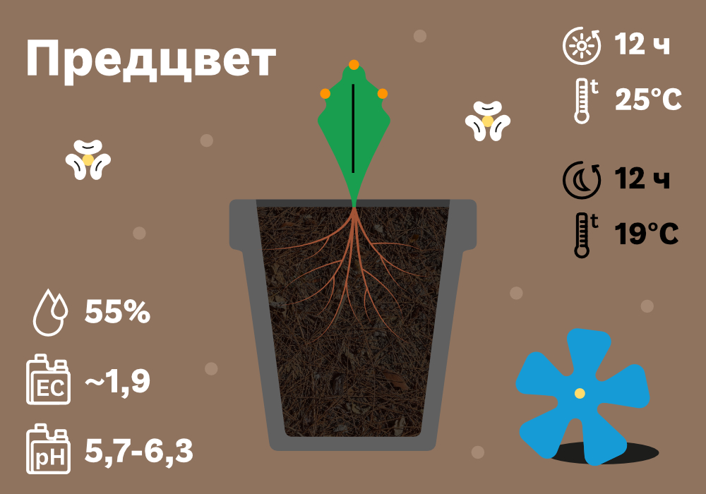 SimplexCoco-метод с дренажом_9 (2) (1).jpg