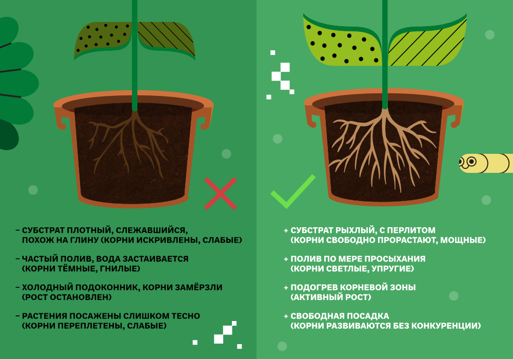 blog_Simplex_КорневаяСистема_4.jpg
