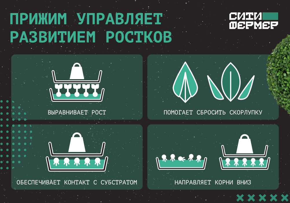 3 кита идеальной микрозелени_4.jpg