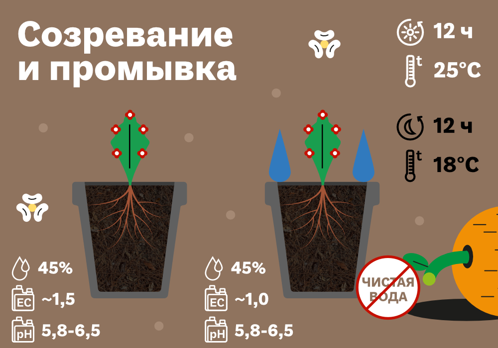 SimplexCoco-метод с дренажом_11 (2) (1).jpg