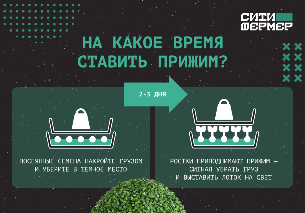 3 кита идеальной микрозелени_5.jpg