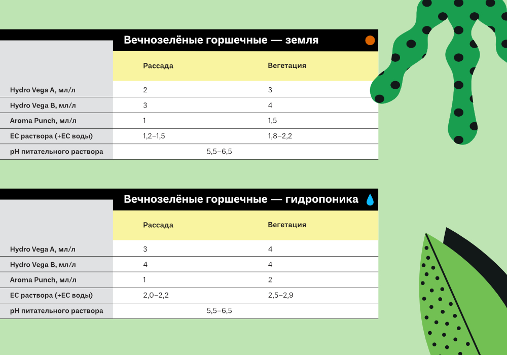 Культуры_симплекс_ВЕЧНОЗЕЛ_ГОРШОЧНЫЕ_1000x700 (1).jpg